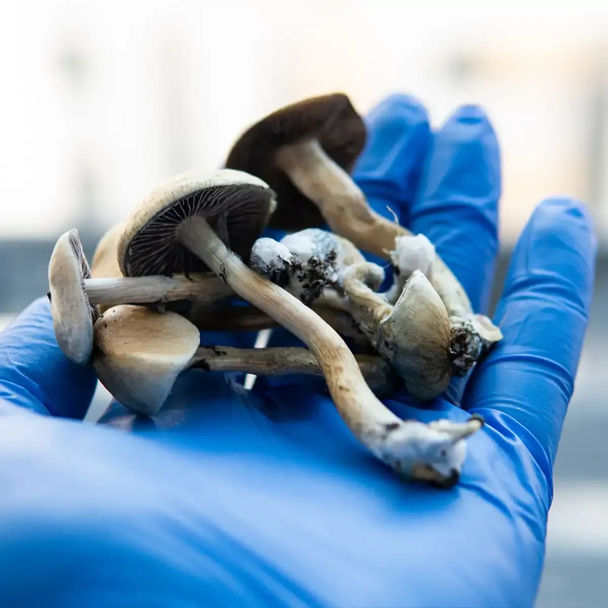 order magic mushrooms in australia